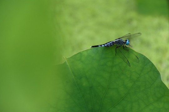 蜻蜓