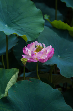 荷花