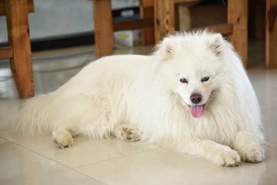薩摩成犬