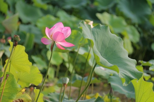 荷花荷葉