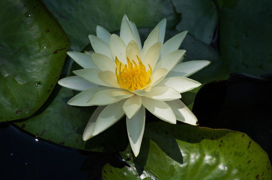 水蓮