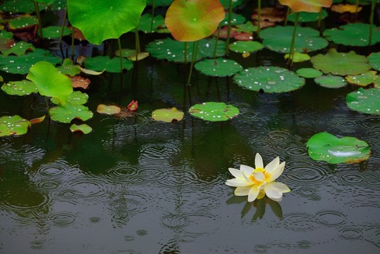 雨中荷花