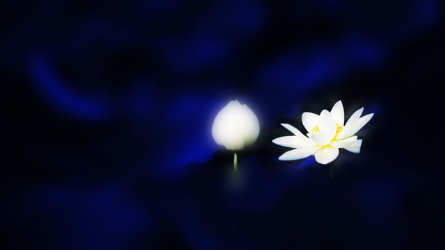 白荷