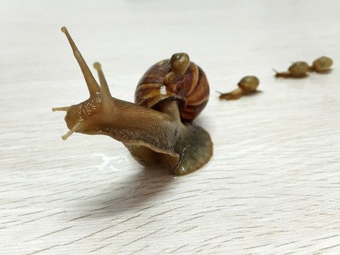 蝸牛行走