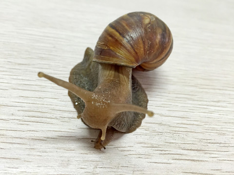 蝸牛