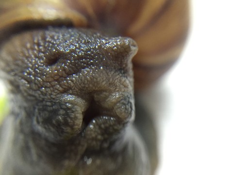 蝸牛