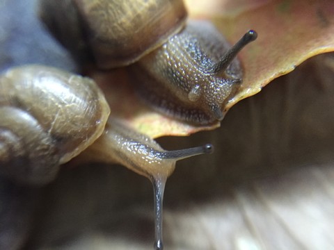 蝸牛