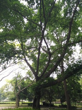 樹(shù)