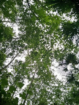 樹