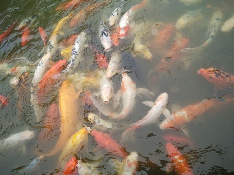 錦鯉