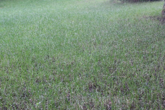 草
