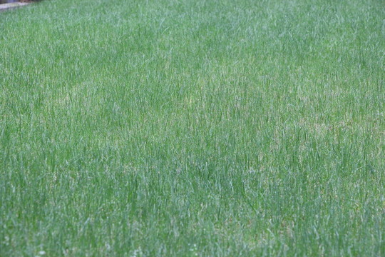 草