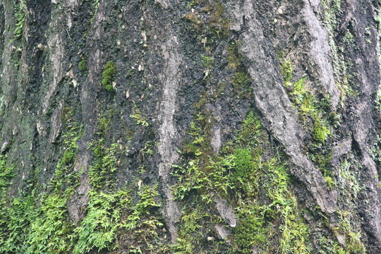 樹(shù)皮苔蘚