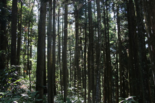 樹林