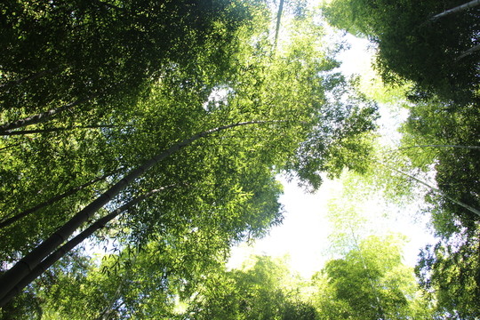 竹林