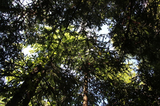 竹林