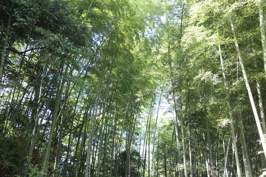 竹林
