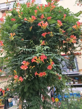 粉色鮮花