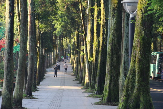 林蔭大道
