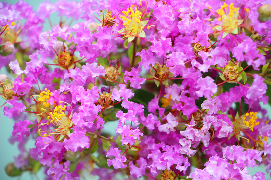 紫色花