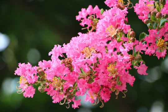紫薇花