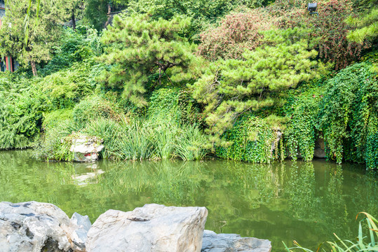 水塘一角
