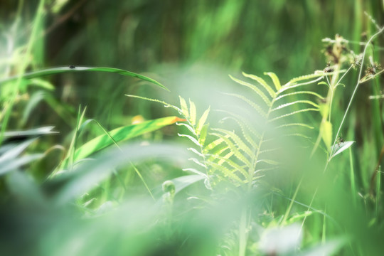 美麗的小草
