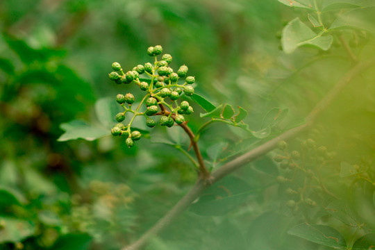 花椒