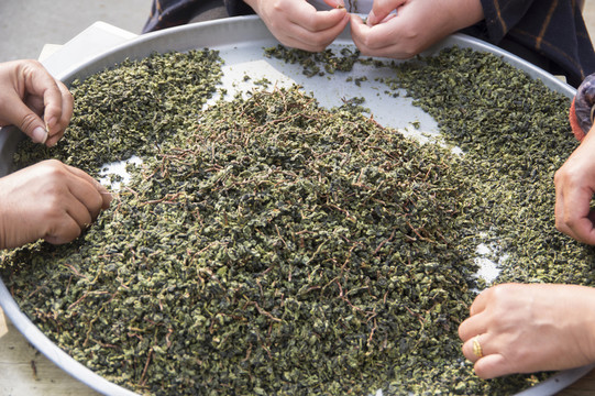 擇茶
