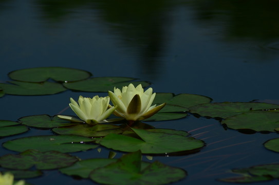 蓮花