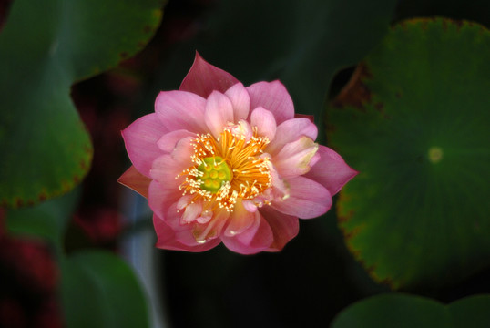 荷花