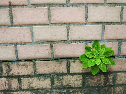 瓷磚上的野草