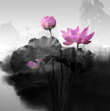 水墨畫(huà)意荷花
