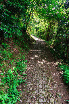 山林古道 森林小路