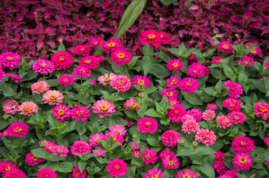 花叢