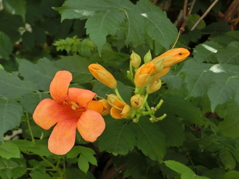 凌霄花