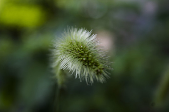 狗尾草