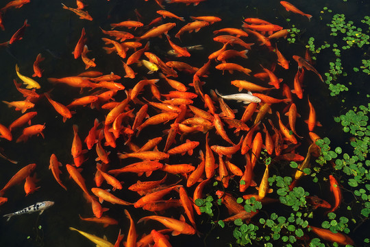 紅鯉魚