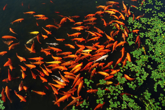 紅鯉魚