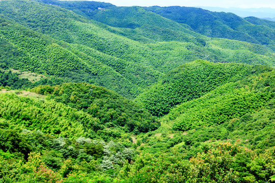 山谷 樹木光影 夏日綠色