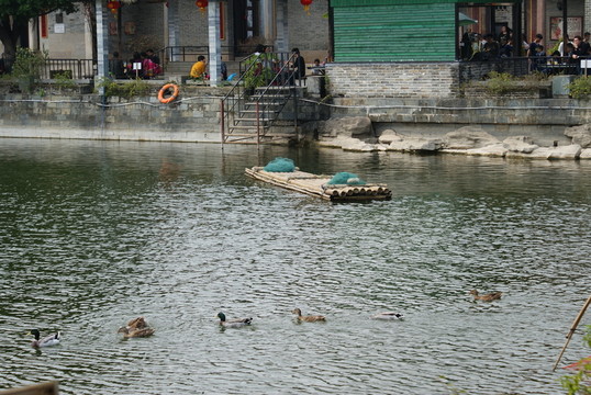 江南水鄉(xiāng)鴨子戲水