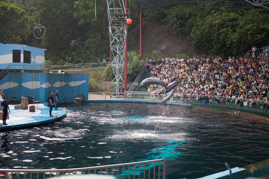 動物園 海豚表演