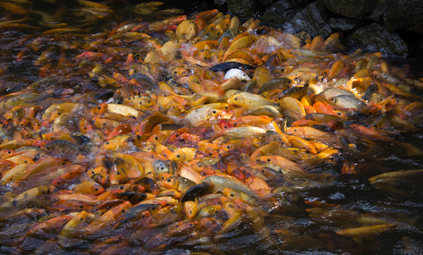 魚