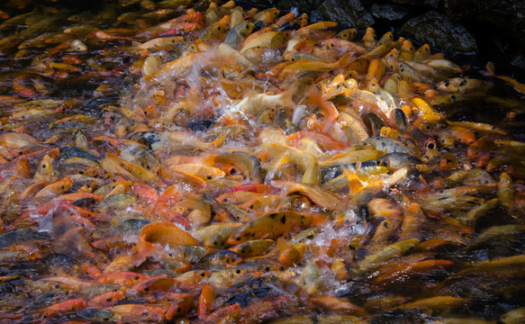魚