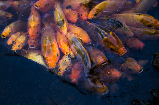 魚(yú)