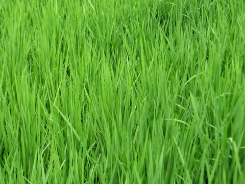 水稻 稻田