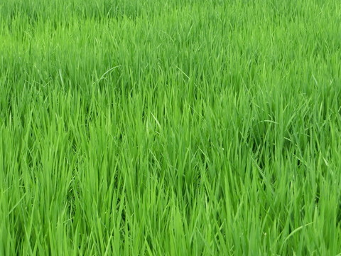 水稻 稻田