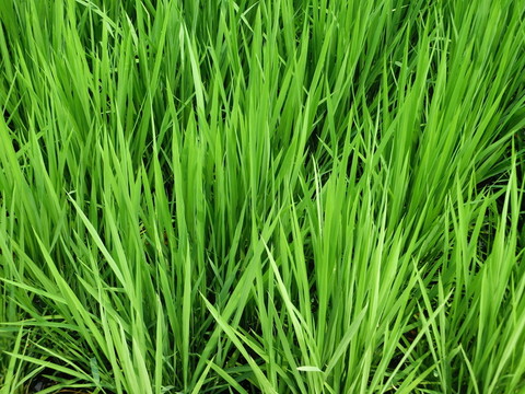 水稻 稻田