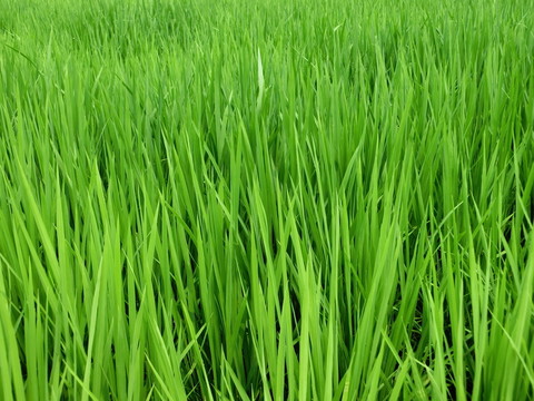 水稻 稻子 水稻田