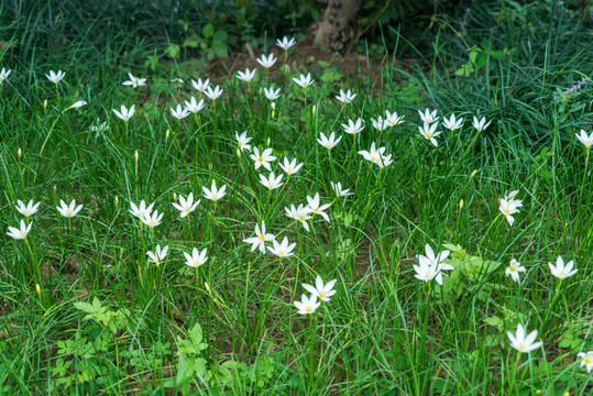 蘭草花